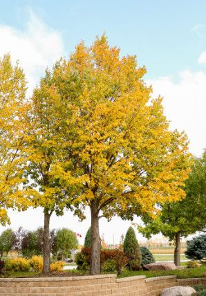 Harvest Gold Linden 5-6' 10 Gal