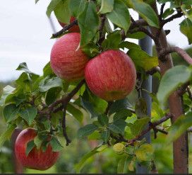 Apple &#39;Cortland&#39; - 5&#39;.6&quot; Potted