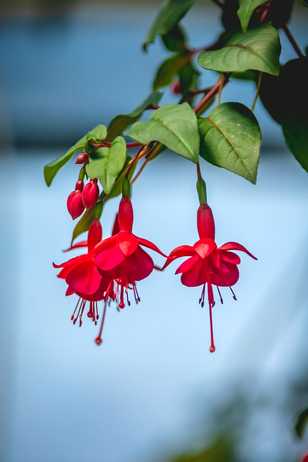 Fuchsia HB 11"