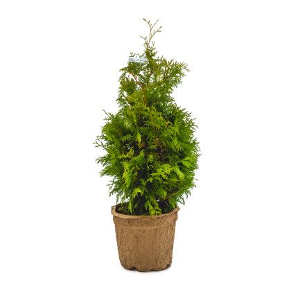 Black Cedar (3 gal) -60 CM potted