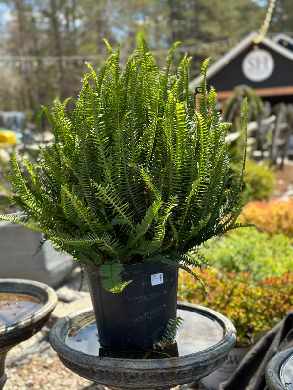 Kimberly Fern 10&quot; pot