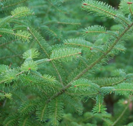 Balsam Fir -1.3&#39; potted