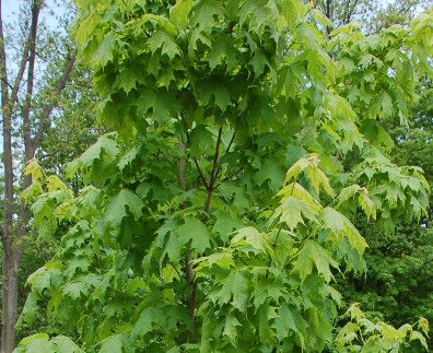 Sugar Maple (Native) 6.5&#39; Potted