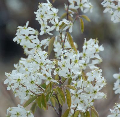 Serviceberry &#39;Cumulus&#39; - 6-7&#39; potted