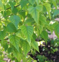 Birch &#39;Whitespire&#39; 5-6&#39; potted