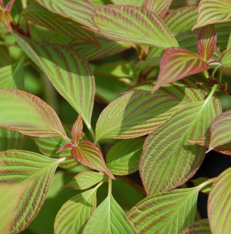 Pagoda Dogwood Shrub 3-4&#39;