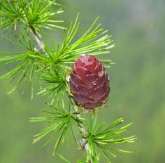 Larix laricina (Tamarack) - Larch 3 gal Potted 3'