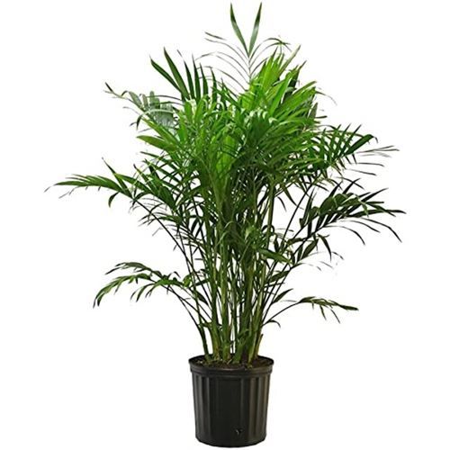 Tropical Palm 'Cat' 10"