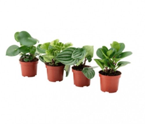 Peperomia Asst. 3.5&quot;