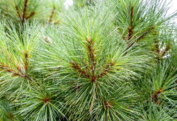 Eastern White Pine 2-3 ' Potted