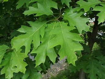 Red Oak, Size: 5-6&#39; potted