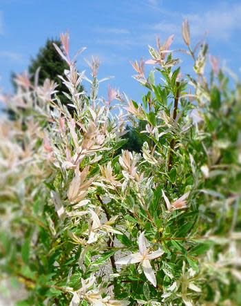 Japanese Willow Standard &#39;Variegated -3-4&#39;-potted
