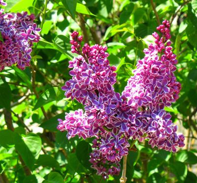 Lilac Standard Charles Joly - 4-5&#39;- potted