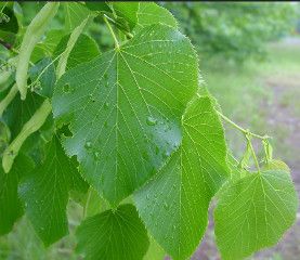 Basswood &#39;American Sentry&#39; - 8&#39; potted