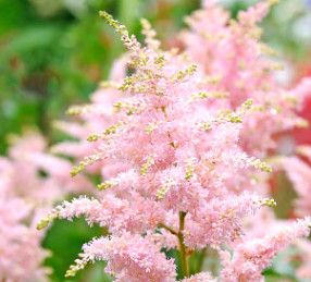 Astilbe &#39;peach blossom&#39; 1 gal