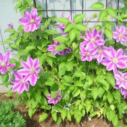 Clematis &#39;Dr Ruppel&#39; - 1 gal Staked