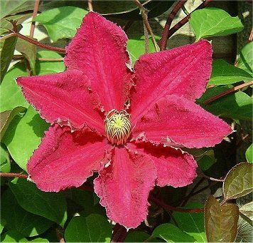 Clematis &#39;Ernest Markham&#39; 1 Gal