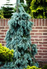 Colorado Blue Spruce Weeping &#39;Ice Floe&#39; 5-6&#39; B &amp; B