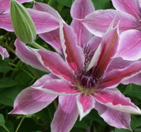 Clematis &#39;Lincoln Star&#39; 1 Gal