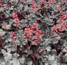 Coral Bells &#39;Heuchera Timeless Night&#39; - 1 gal