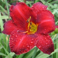 Daylily - Hemerocallis &#39;Chicago Apache &#39; 1 gal
