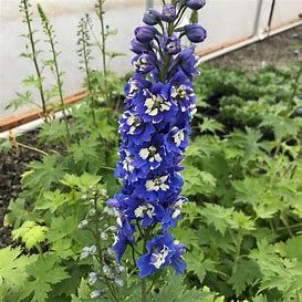 Delphinium &#39;Dark Blue White Bee&#39; 4&quot;