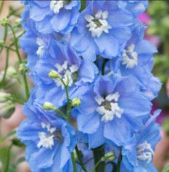 Delphinium &#39;Sky Blue&#39; - 4&quot;