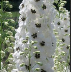 Delphinium &#39;White Dark Bee&#39; - 4&quot;