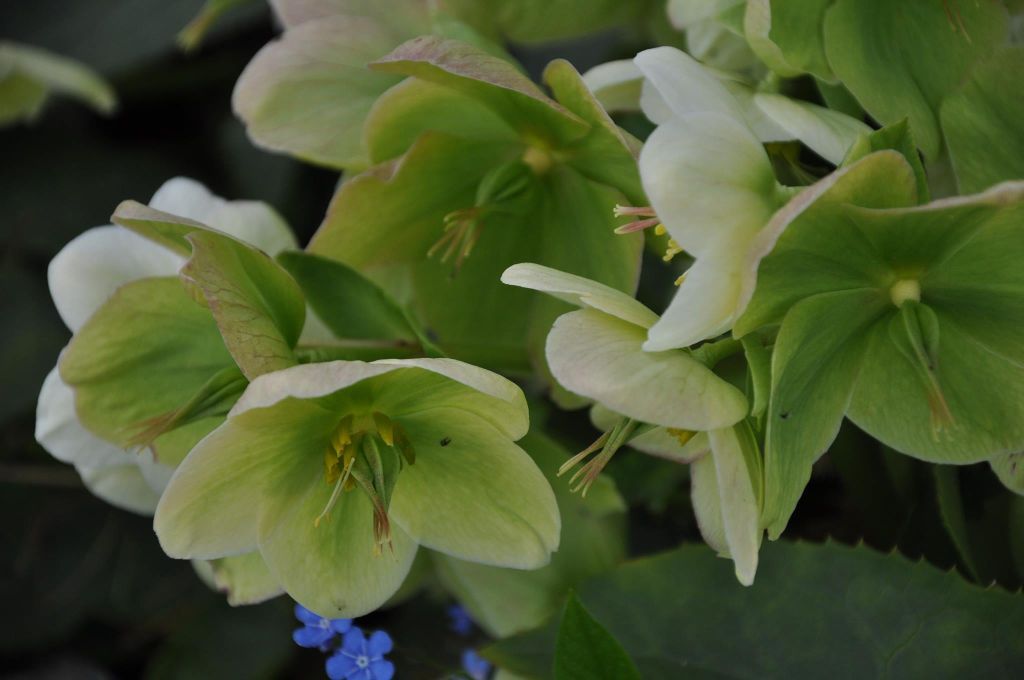 Helleborus &#39;Snow Love&#39; 1 gal