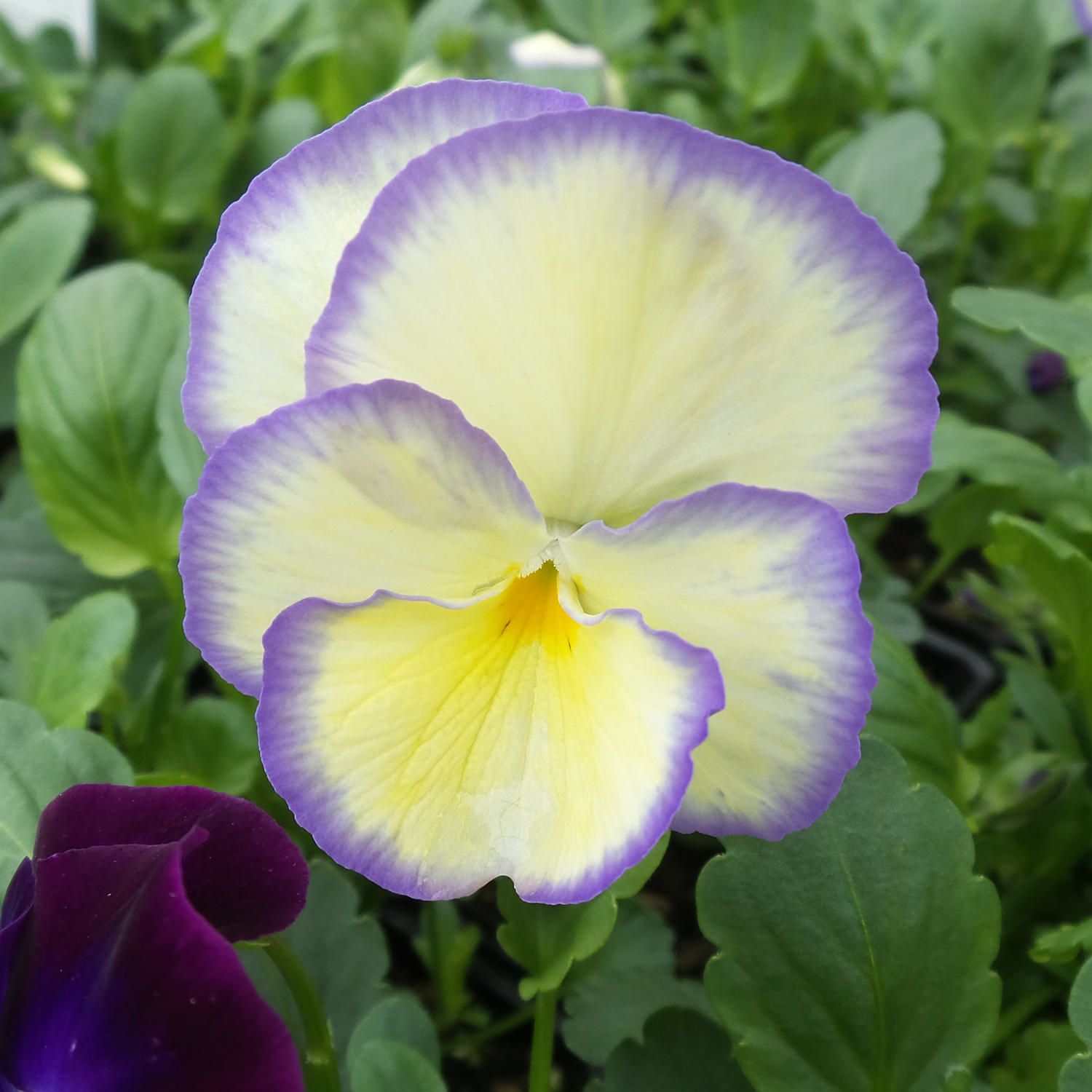 Violet &#39;Etain&#39; - 4&quot;