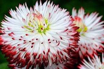 English Daisy 'Habanero White Red Tip' 4"