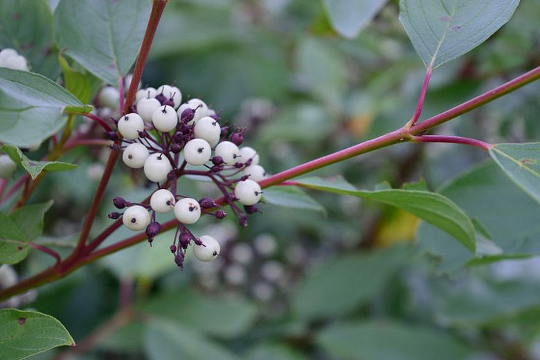Dogwood &#39;Redosier&#39; 2 gal