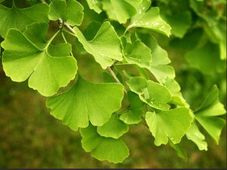 &#39;Goldspire&#39; Maidenhair Tree (Ginkgo) 5-6&#39; Potted