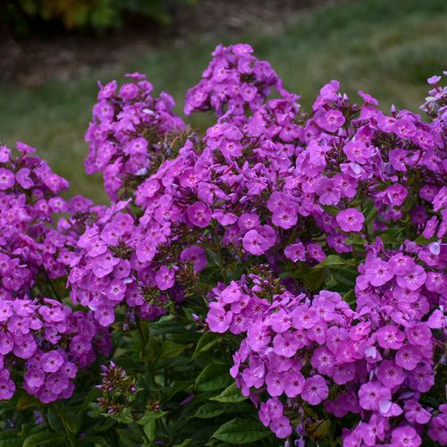 Garden Phlox &#39;Cover Girl&#39; 1 gal