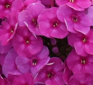 Garden Phlox &#39;Material Girl&#39; 1 gal
