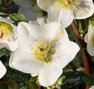 Helleborus 'Ice n' Roses White' 1 gal