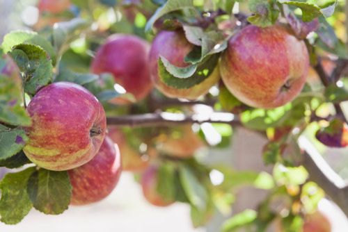 Apple &#39;Haralson&#39; - (5 gal)