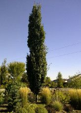 Aspen &#39;Swedish Columnar &#39;Erecta&#39; 7 gal Potted