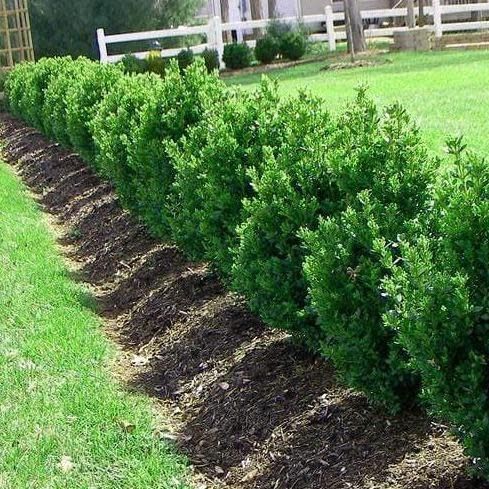 Boxwood &#39;Green Mountain&#39; 40cm 5 gal