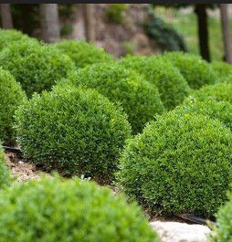 Boxwood 'Green Velvet' 50cm 5 gal B&amp;B