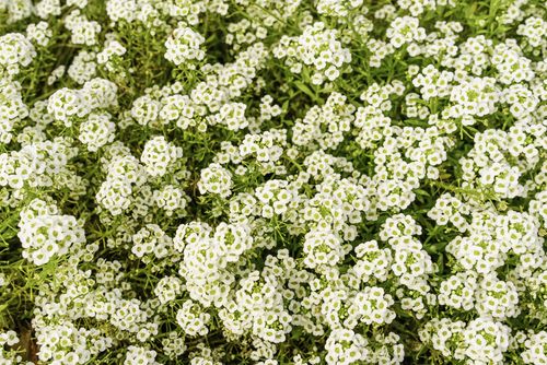Alyssum (seed pkg), Variety: Carpet of Snow