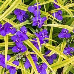 Tradescantia &#39;Sweet Kate&#39; Spiderwort 1 gal