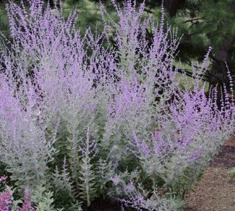 Russian Sage &#39;Perovskia little spire&#39; - 1 gal