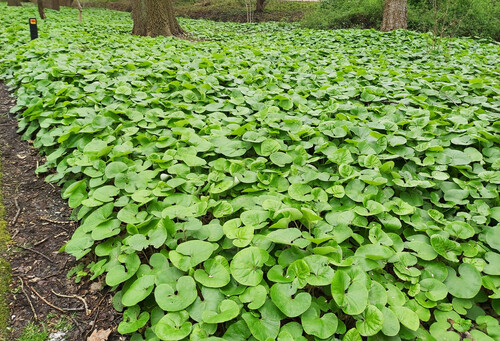 Asarum &#39;Wild Ginger&#39; 1 gal
