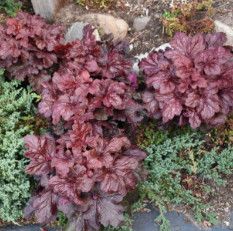 Coral Bells &#39;Heuchera Red Dragon&#39; - 1 gal