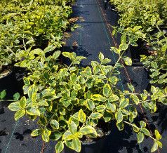 Euonymus &#39;Lemon Lime&#39; - 2 gal