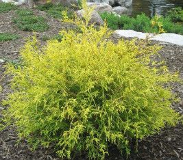 Golden Threadleaf Cypress &#39;golden mops&#39; 3gal