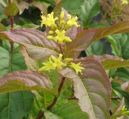 Diervilla lonicera 'Dwarf Bush Honeysuckle' 2 gal