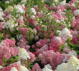 Hydrangea Standard 'Vanilla Strawberry' 7 gal