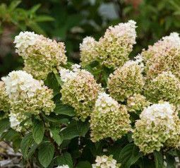 Hydrangea &#39;Little Hottie&#39; 3 gal